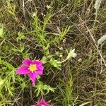 Sabatia campestris Flower