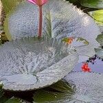 Nymphaea rubra ᱵᱟᱦᱟ
