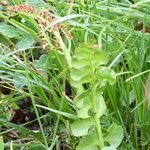 Botrychium lunaria 花