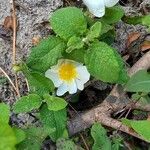 Cistus salviifolius Fuelha