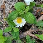 Cistus salviifolius Liść