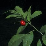 Protium trifoliolatum Fruit