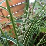 Calamagrostis varia Blomma