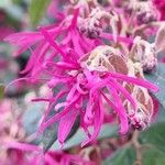 Loropetalum chinense Flower