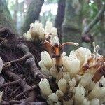 Oxera subverticillata Blüte