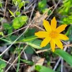 Coreopsis auriculata Blomma