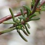 Fumana procumbens ফল