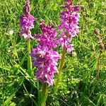 Dactylorhiza majalisÇiçek