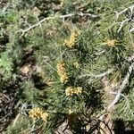 Pinus edulis Fruit