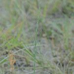 Thymelaea gussonei Flor