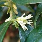 Sarcococca orientalis Květ