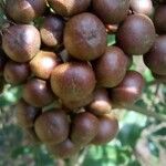 Leea guineensis Fruit