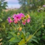 Mirabilis nyctaginea Flower