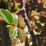 Begonia foliosa برگ