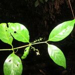 Chiococca alba Leaf