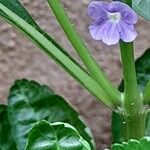 Stachytarpheta jamaicensis Flower