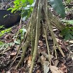 Cecropia schreberiana Corteza