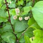 Persicaria chinensis Flower