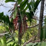 Ptychosperma macarthurii Fruto