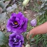 Eustoma russellianumFlower