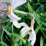 Narcissus poeticus Blomma