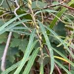 Salix viminalis Leaf