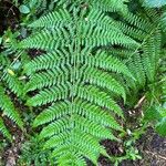 Dryopteris expansa Leaf