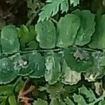 Asplenium jahandiezii 葉