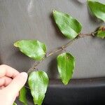 Smilax glauca Blad