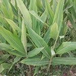 Hedychium coccineum Leaf