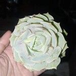 Echeveria derenbergiiBloem