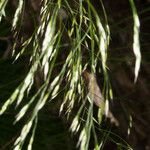 Deschampsia flexuosa Blüte