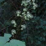 Aralia californica Flor