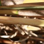 Arundo micrantha Arall