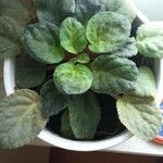 Saintpaulia ionantha Hoja