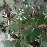 Euphorbia graminea Fleur