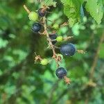 Ribes americanum Plod