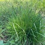 Carex cespitosa Flower