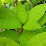 Lysimachia clethroides Лист