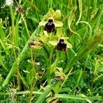 Ophrys sphegodesЦвят