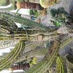 Opuntia ficus-indicaLeaf