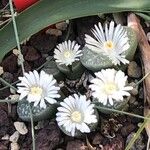 Lithops marmorata Квітка