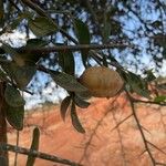 Balanites aegyptiaca Fruit