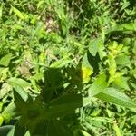 Silphium asteriscus Leaf