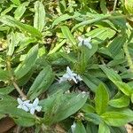 Diodia virginiana Flower