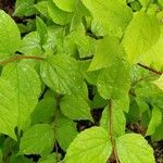 Philadelphus pubescens Blatt