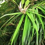 Freycinetia cumingiana Leaf