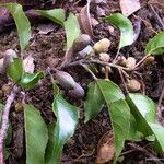 Elaeocarpus dognyensis Hábito