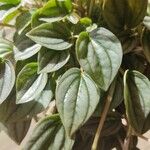 Peperomia albovittata ഇല