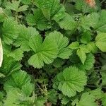 Geum coccineum Blad